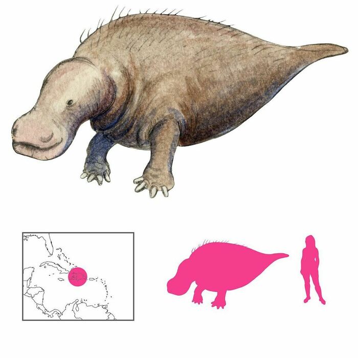 The Bocarin Or Manati Is A Monstrous Creature From Hispaniola In The Caribbean. It Looks Like A Full Wineskin With A Fleshy Ox’s Face And Elephant’s Feet. Hideous As It Might Be, Thevet Tells Us It Makes Good Eating