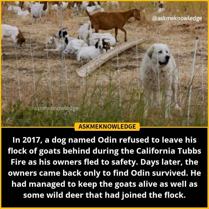 Dog and goats in a field; text describes an interesting fact shared by an Instagram page.