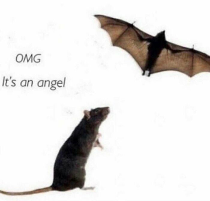 Would-Prefer-Not-To-Pics