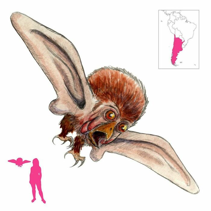 The Chonchón Is An Owl Or An Evil Sorcerer Disguised As An Owl, With Oversized Ears That Allow It To Fly. Its Ominous Call Announces Mischief And It Sucks The Blood Of Sleepers, But It Can Be Neutralized By Various Rituals