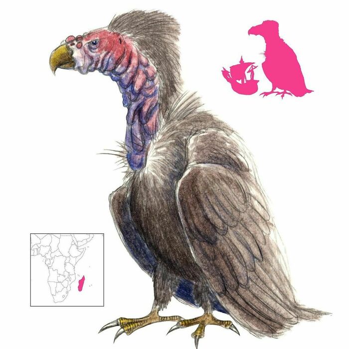 The Rukh Or Roc Is A Gigantic Bird Of Prey That Lives On Madagascar. It Has Been Known To Carry Off Sailors And Destroy Ships By Dropping Boulders On Them. Sindbad The Sailor Met Them During His Voyages
