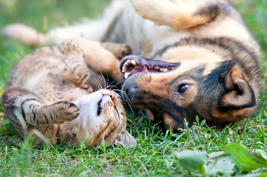 Cats Or Dogs? Survey!
