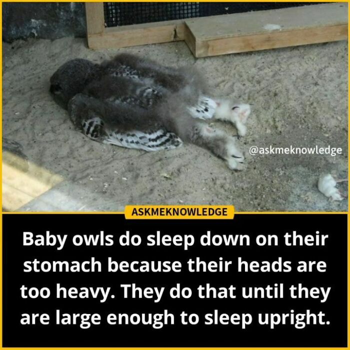 Baby owls sleeping on their stomachs because of heavy heads, an interesting fact shared by an Instagram page.