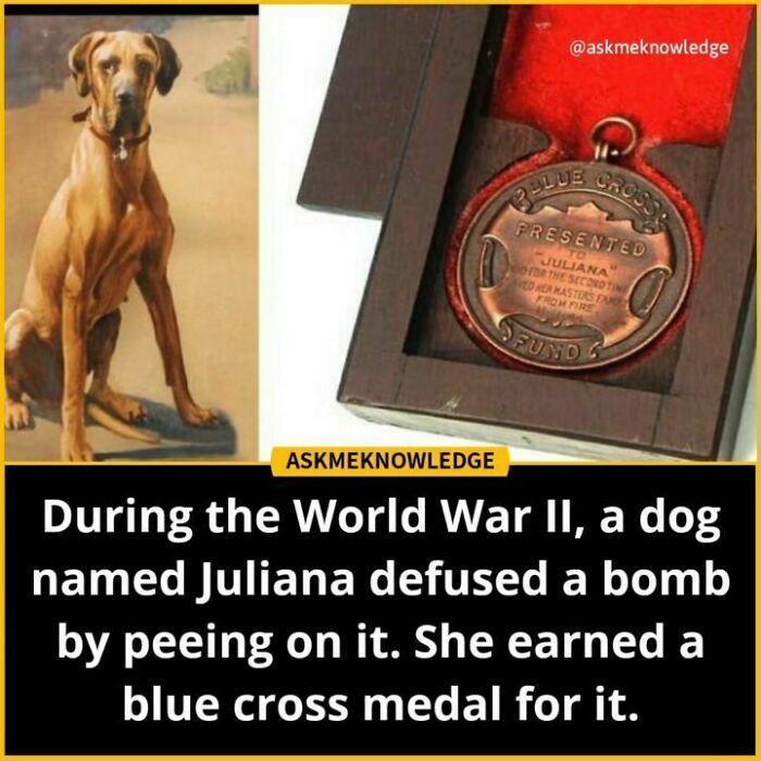 Dog Juliana defused a b**b by peeing, earning a Blue Cross medal during WWII; featured in Instagram facts page.