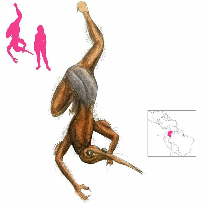 The Abúhukü Is A Hairy, Foul-Smelling Ogre With A Face In The Back Of Its Head. It Hails From The Folklore Of The Cubeo Of Colombia. They Cut A Hole In Their Prey’s Skull Before Sucking Out The Contents Of The Body, Leaving An Empty Skin Draped Over A Branch