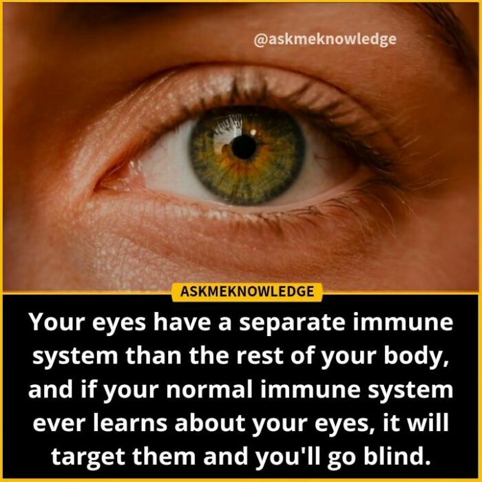 Close-up of an eye, with text about eye immune facts shared by an Instagram page.