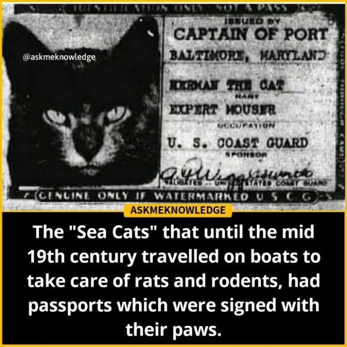 Cat passport from U.S. Coast Guard, labeled "Expert Mouser," featured on Instagram, highlighting interesting facts.