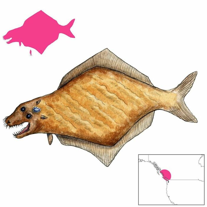 Númhyalikyu Is A Monstrous Halibut From Kwakwaka’wakw Folklore. Its Back Looks Like A Beach, And Its Head Like That Of A Seal. It Has A Highly Valuable Shining Crystalline Object In Its Head, But This Is Hard To Obtain As The Creature Can Cause Storms And Wreck Boats On Its Back