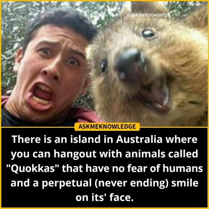Man and a smiling quokka taking a selfie, sharing interesting facts about quokkas on an Instagram page.