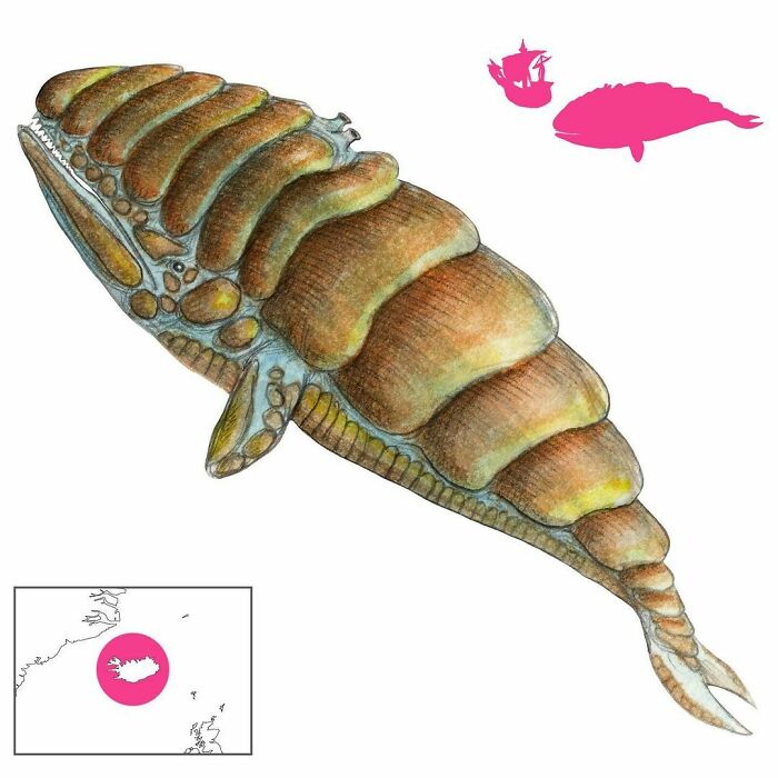 The Skeljungur Or Shell-Whale Is One Of The Many Evil Whales Of Icelandic Folklore. It Is Covered With Armored Shells That Make It Impervious To Harm; It Sinks Ships By Getting In Their Way, Causing Them To Get Wrecked On Its Tough Hide