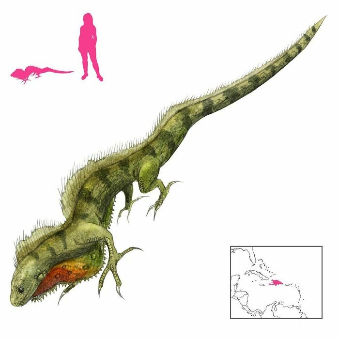 The Yuanat Is A Terrifying Serpent From Hispaniola. It Has A Lizard’s Tail, Bird’s Feet, A Fish’s Spines, And A Colorful Flap Under Its Throat. Despite Its Hideous Appearance, It Tastes Delicious