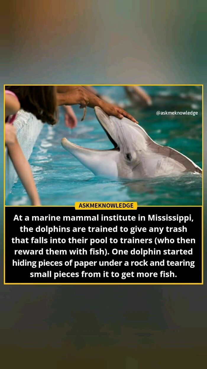 Dolphin interacting with trainer, showcasing an interesting fact about dolphin behavior at a marine institute.