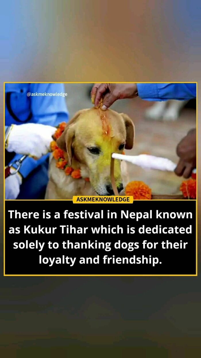 Dog being adorned during Nepal's Kukur Tihar festival, celebrating loyalty and friendship.