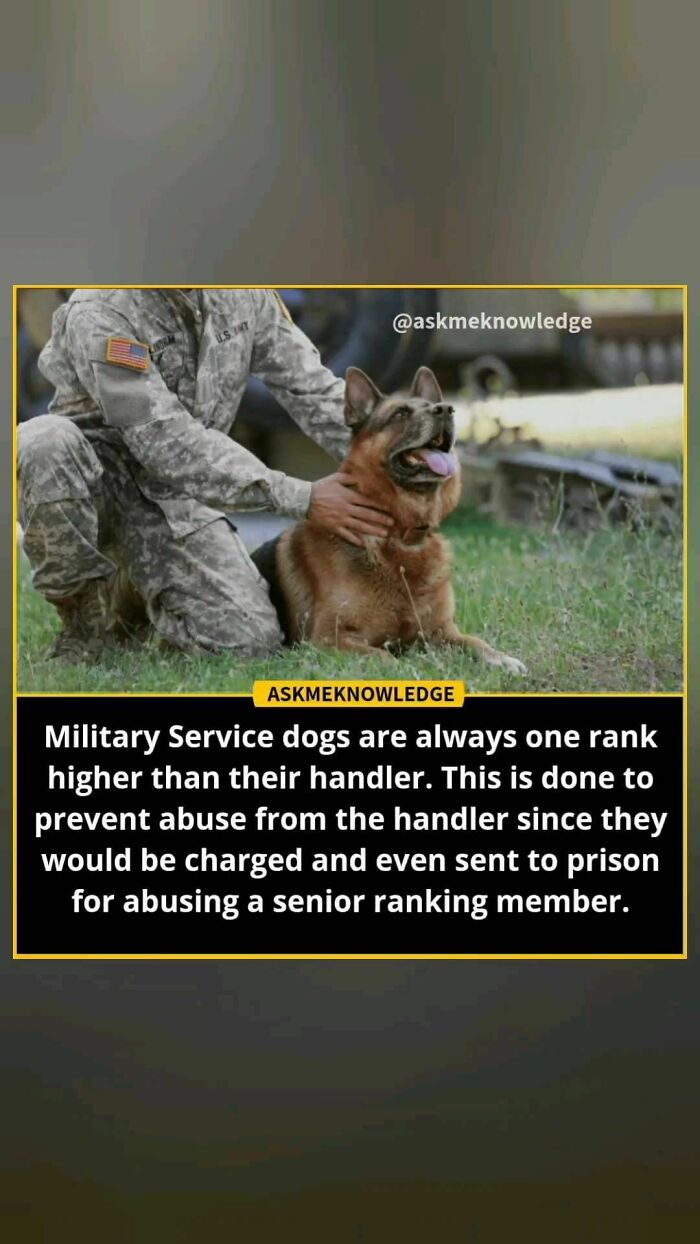 Military handler with a service dog, learning intriguing facts about service dog ranks.