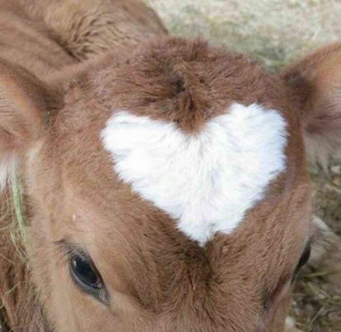 50 Times People Spotted Animals Doing Their Usual Stuff And Just Had To Take Pics (New Pics)