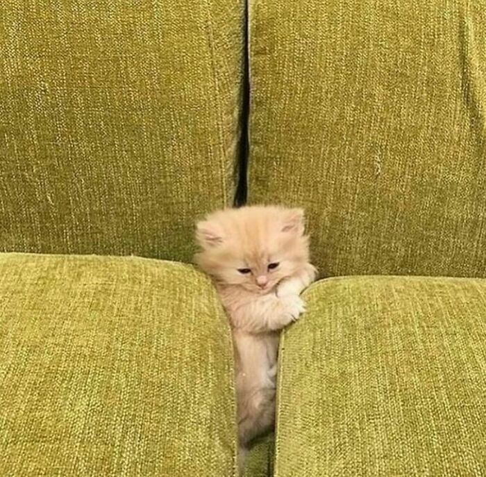 Funny-The-Snuggle-Is-Real-Pics