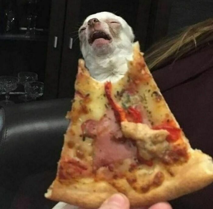 Funny-The-Snuggle-Is-Real-Pics