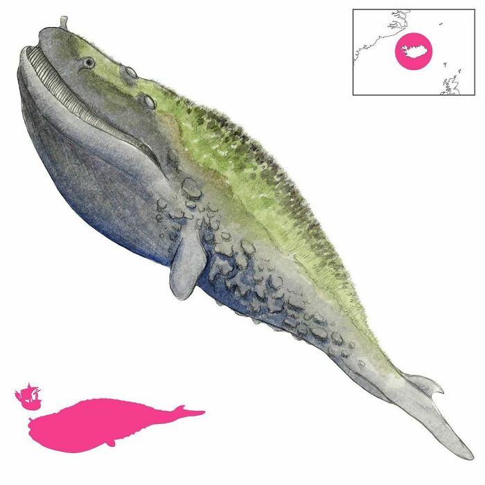 The Lyngbakur Is The Biggest Of The Illhveli, Or Icelandic Evil Whales. It Lies At The Surface For So Long That Lyng (Heather) Grows On Its Back. When Sailors Land On It, It Sinks Below The Sea