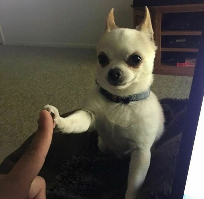 50 Times People Spotted Animals Doing Their Usual Stuff And Just Had To Take Pics (New Pics)