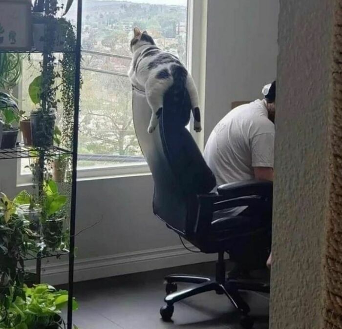 50 Times People Spotted Animals Doing Their Usual Stuff And Just Had To Take Pics (New Pics)