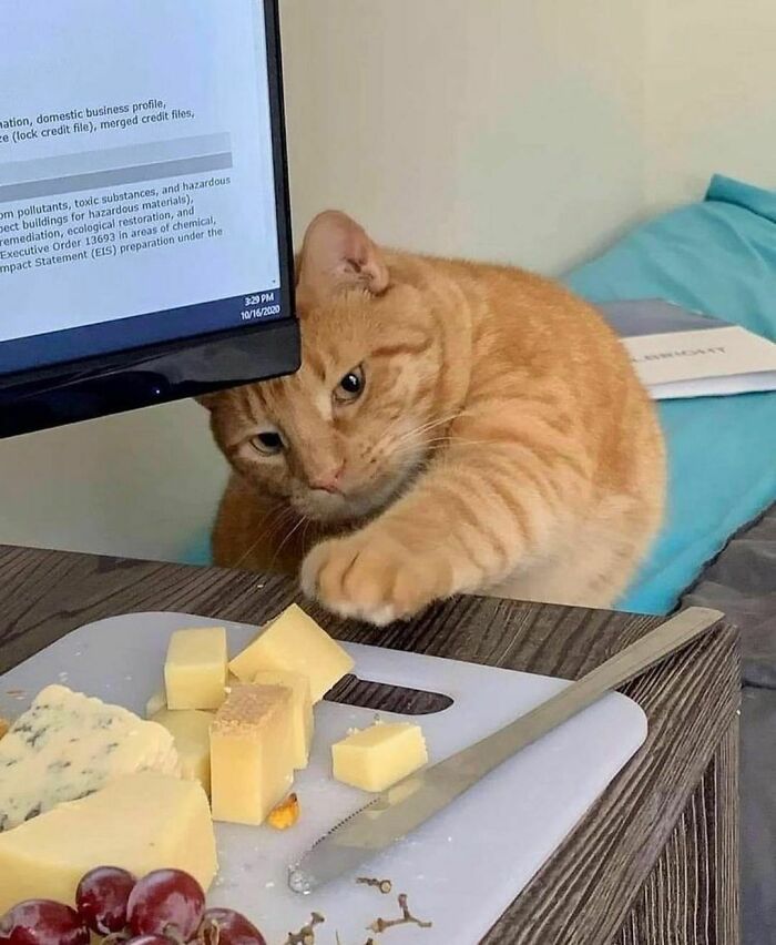 50 Times People Spotted Animals Doing Their Usual Stuff And Just Had To Take Pics (New Pics)