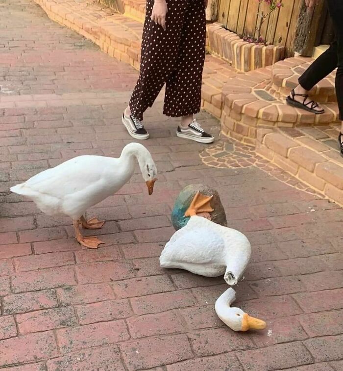 50 Times People Spotted Animals Doing Their Usual Stuff And Just Had To Take Pics (New Pics)