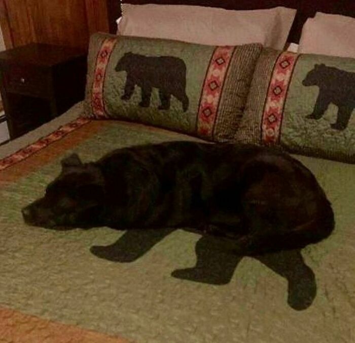 50 Times People Spotted Animals Doing Their Usual Stuff And Just Had To Take Pics (New Pics)