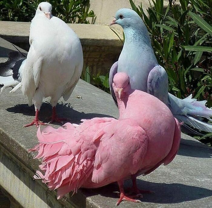 Funny-The-Snuggle-Is-Real-Pics