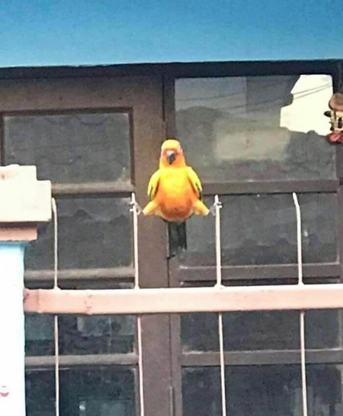 50 Times People Spotted Animals Doing Their Usual Stuff And Just Had To Take Pics (New Pics)