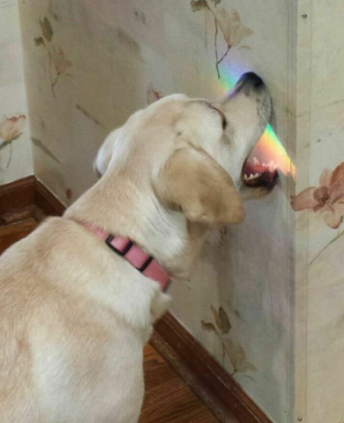 50 Times People Spotted Animals Doing Their Usual Stuff And Just Had To Take Pics (New Pics)