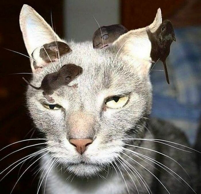 50 Times People Spotted Animals Doing Their Usual Stuff And Just Had To Take Pics (New Pics)