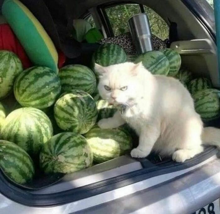 50 Times People Spotted Animals Doing Their Usual Stuff And Just Had To Take Pics (New Pics)