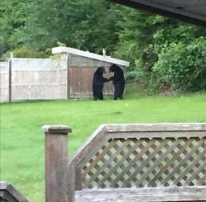 50 Times People Spotted Animals Doing Their Usual Stuff And Just Had To Take Pics (New Pics)