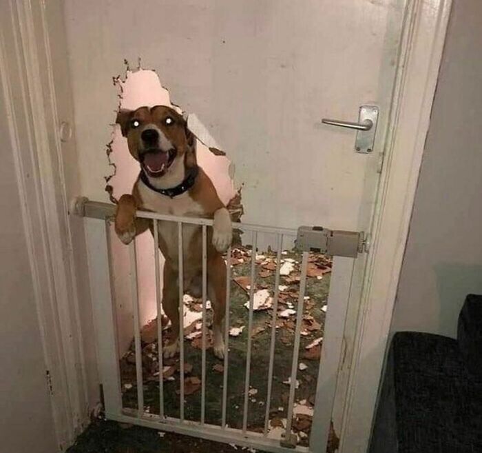 50 Times People Spotted Animals Doing Their Usual Stuff And Just Had To Take Pics (New Pics)