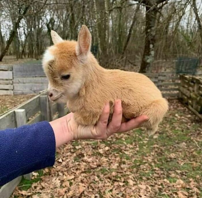 50 Times People Spotted Animals Doing Their Usual Stuff And Just Had To Take Pics (New Pics)