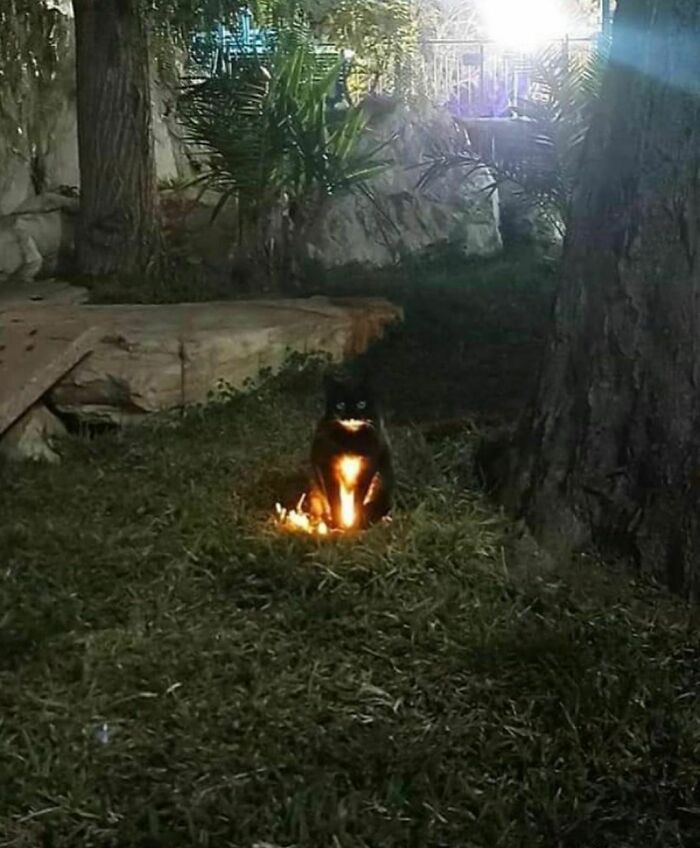 50 Times People Spotted Animals Doing Their Usual Stuff And Just Had To Take Pics (New Pics)