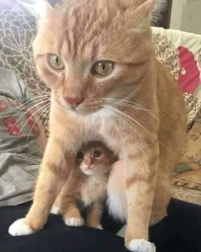 50 Times People Spotted Animals Doing Their Usual Stuff And Just Had To Take Pics (New Pics)