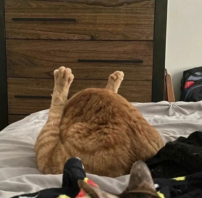 Funny-The-Snuggle-Is-Real-Pics