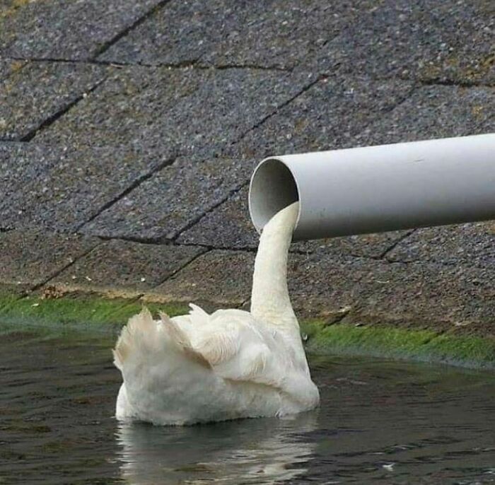 50 Times People Spotted Animals Doing Their Usual Stuff And Just Had To Take Pics (New Pics)