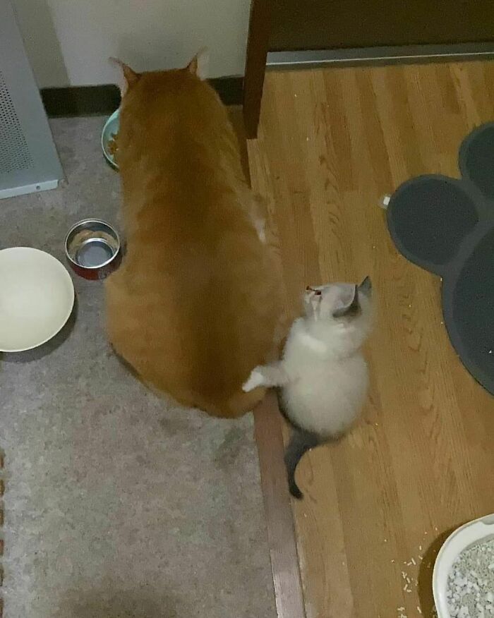 Funny-The-Snuggle-Is-Real-Pics