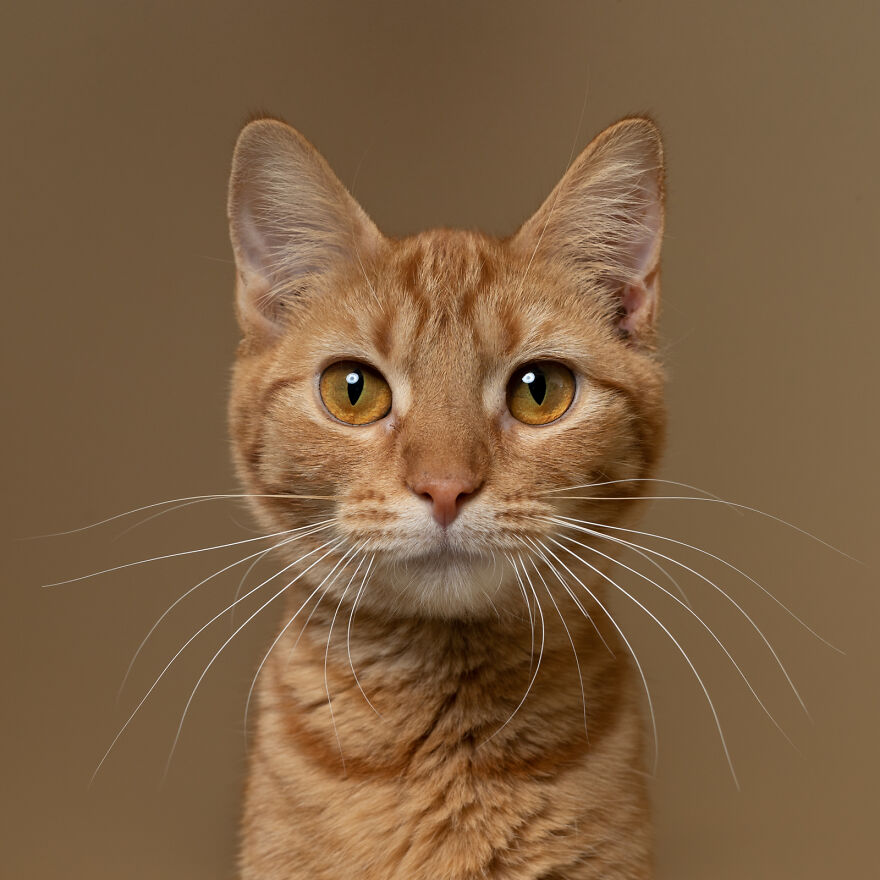 I Photograph Cats At A Shelter. This Was My Favorite Photo Last Month