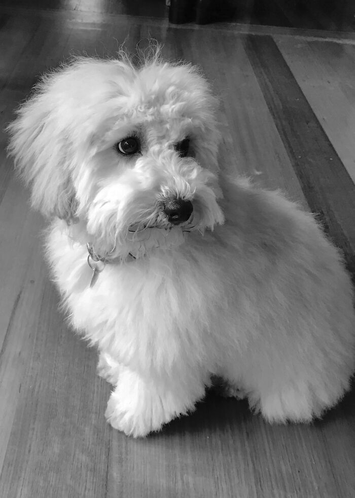 Chloe The Puppy 2021