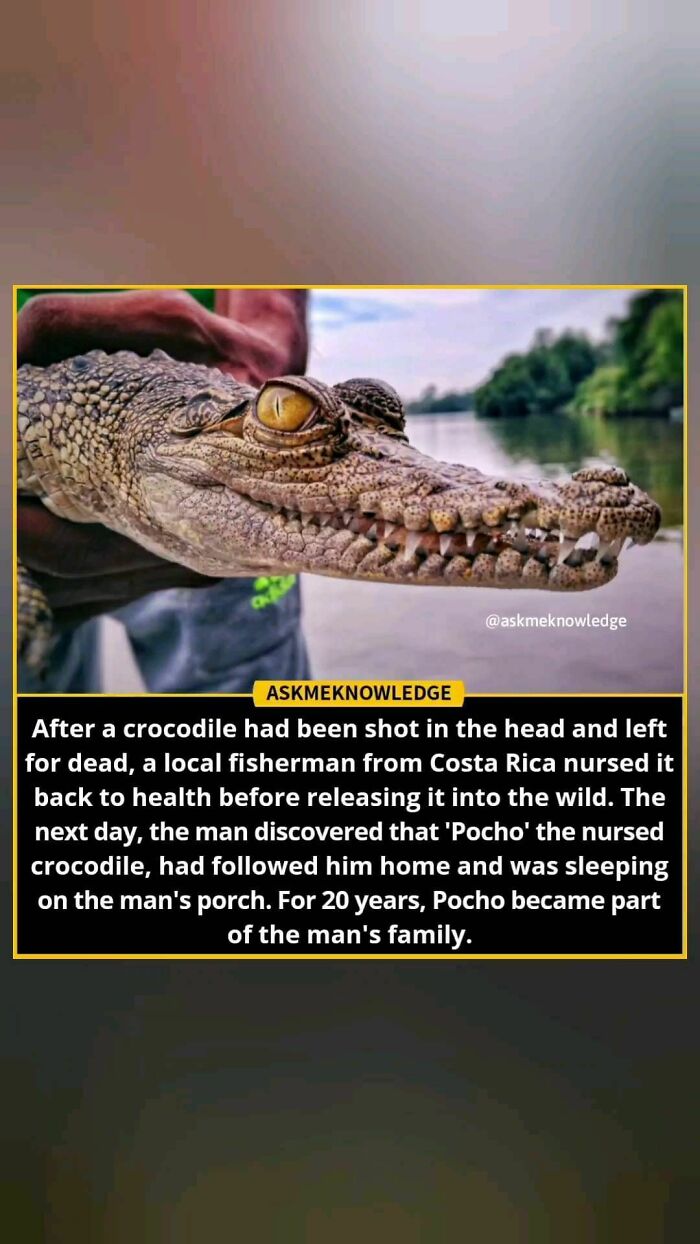 Crocodile Pocho resting while held by a person, showcasing interesting facts about animal-human relationships.