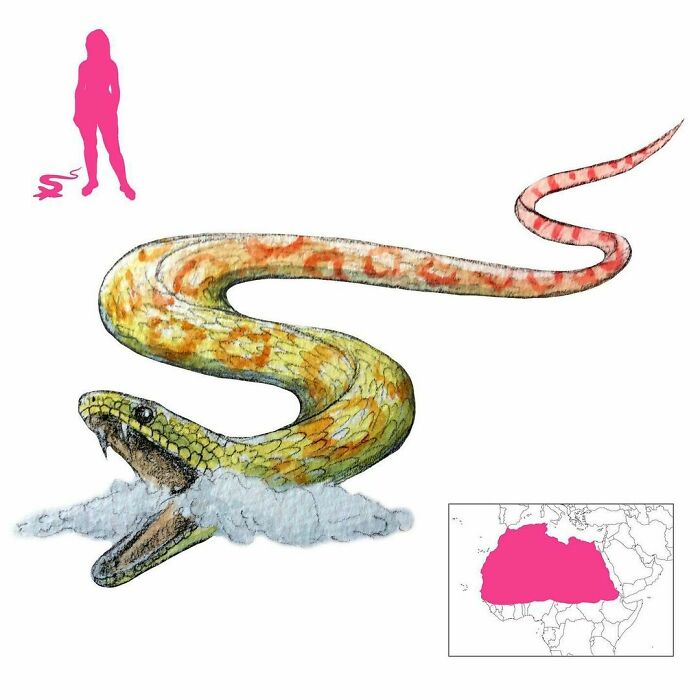 The Prester Is One Of The Deadly Snakes Of Libya Described By Lucan. Its Bite Causes Its Victim To Swell Up Into A Horrid, Tumorous Mass. This Of Course Kills Them