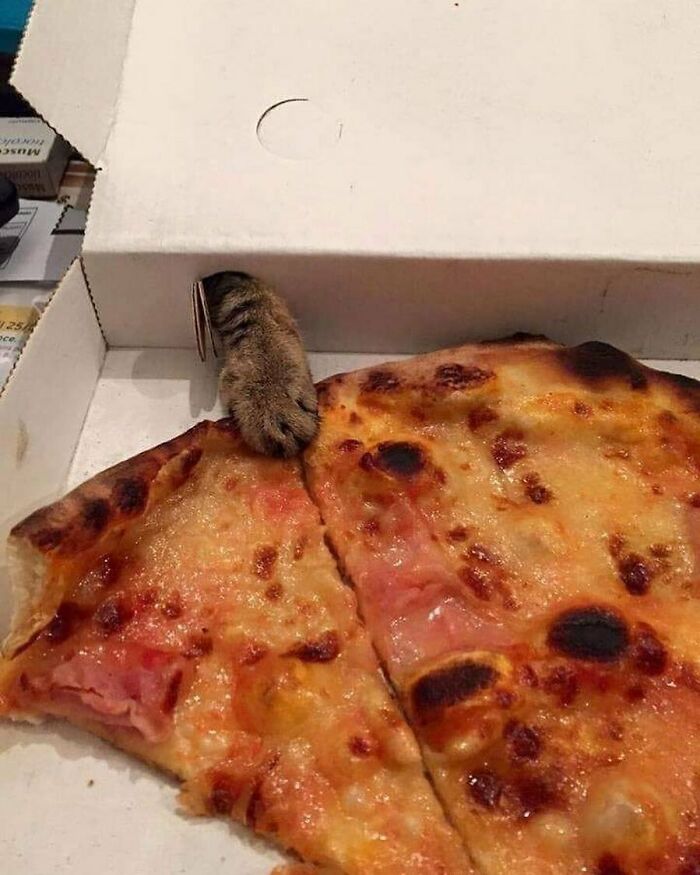 Funny-The-Snuggle-Is-Real-Pics