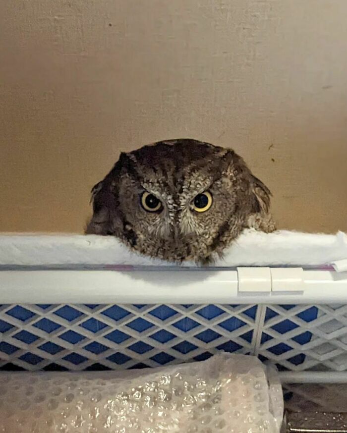 Turbo Melting Down From Shelf