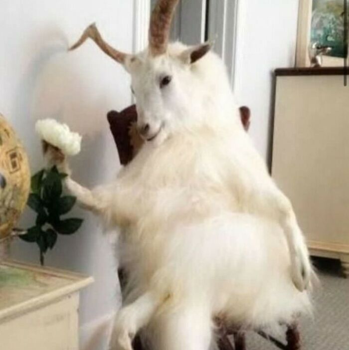 Funny-Cursed-Images-Pics