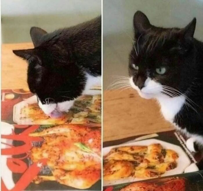 50 Times People Spotted Animals Doing Their Usual Stuff And Just Had To Take Pics (New Pics)