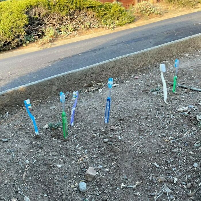 Toothbrush Saplings