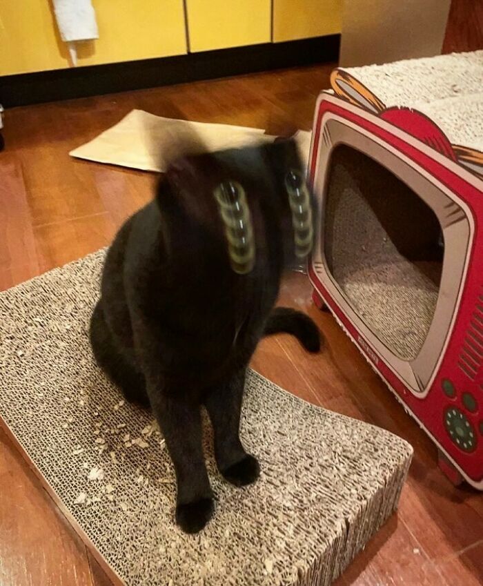 Weird-Funny-Cursed-Images